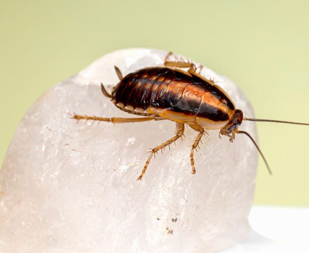 Dream about eating cockroaches : 18 Meaning & Interpretations