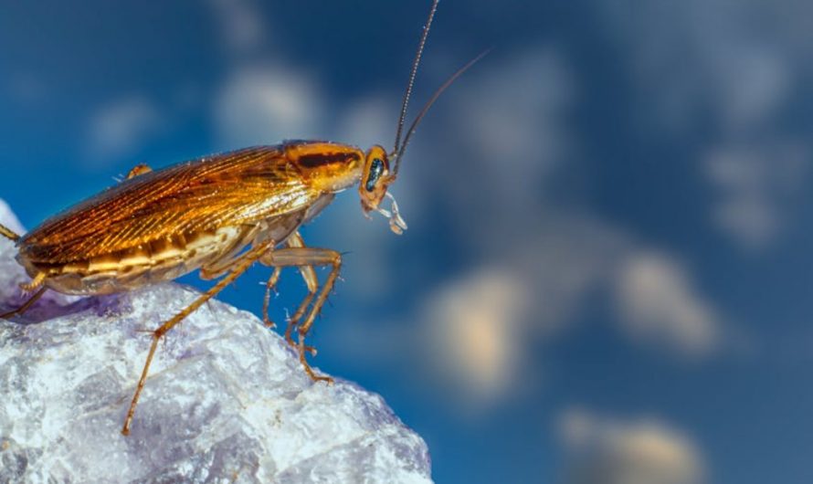 Dream about giant cockroaches : 20 Meaning & Interpretations