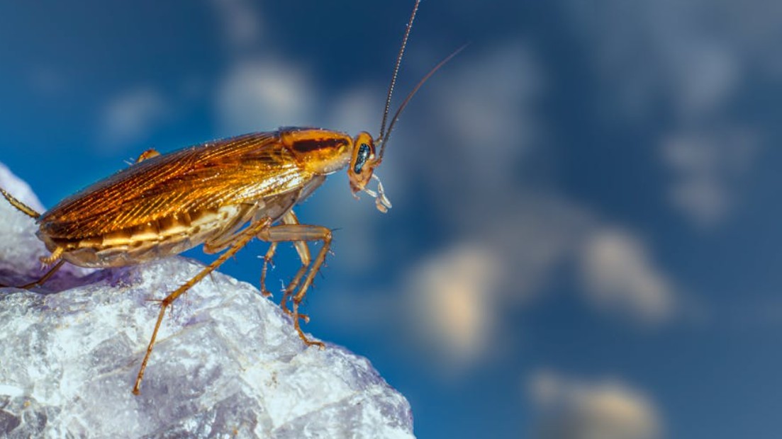 Dream about giant cockroaches : 20 Meaning & Interpretations