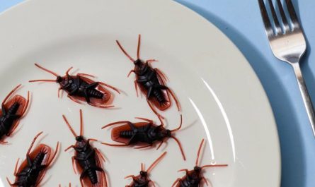 Dreaming of a group of cockroaches : 17 Meaning & Interpretations