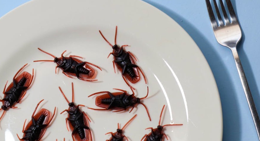 Dreaming of a group of cockroaches : 17 Meaning & Interpretations