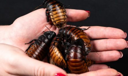 Dream about catching cockroaches : 17 Meaning & Interpretations
