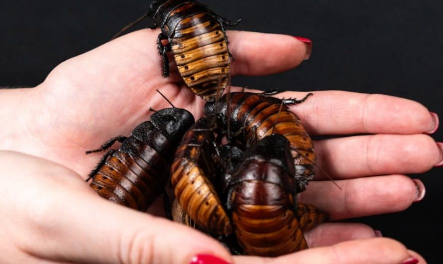 Dream about catching cockroaches : 17 Meaning & Interpretations