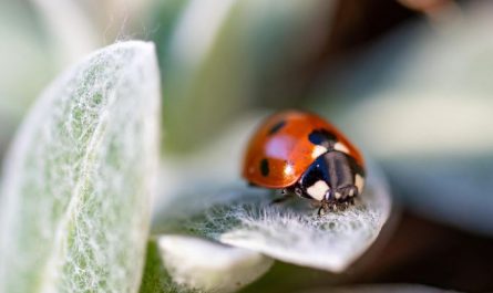 Dream about insects in the house : 15 Meaning & Interpretations
