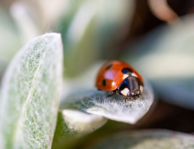 Dream about insects in the house : 15 Meaning & Interpretations