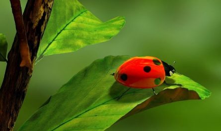 Dream about eating bugs : 14 Meaning & Interpretations