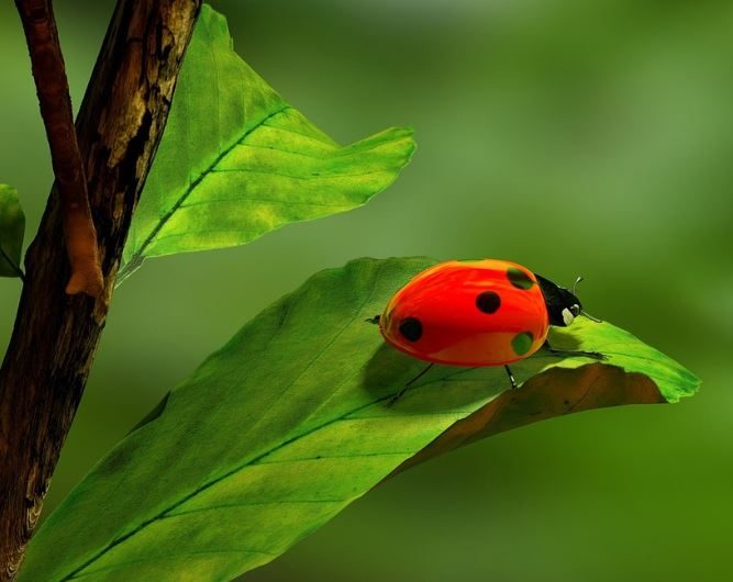 Dream about eating bugs : 14 Meaning & Interpretations