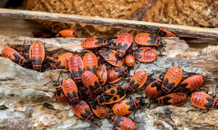 Dreaming of a large number of bugs : 15 Meaning & Interpretations