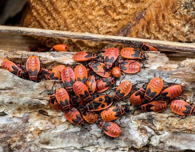 Dreaming of a large number of bugs : 15 Meaning & Interpretations