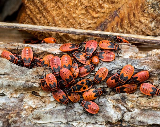 Dreaming of a large number of bugs : 15 Meaning & Interpretations