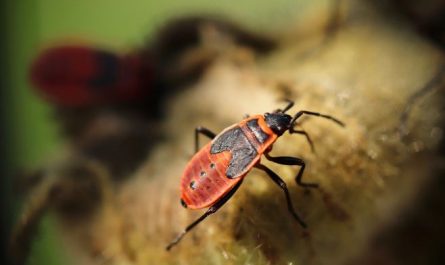 Dream about flying insects : 16 Meaning & Interpretations