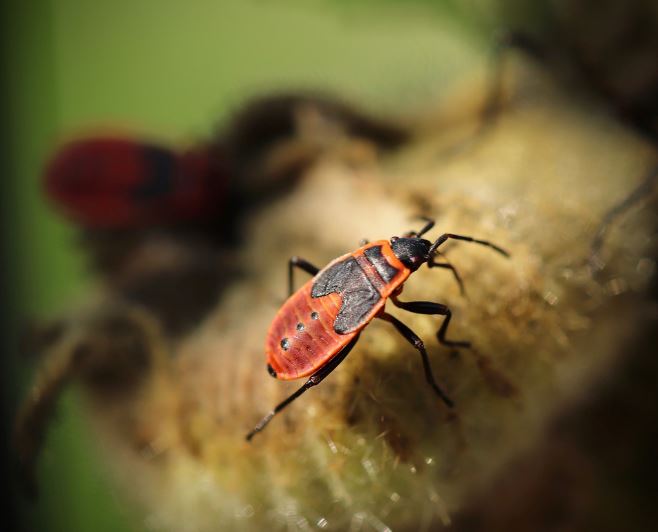 Dream about flying insects : 16 Meaning & Interpretations