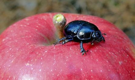 Dream about black bugs : 13 Meaning & Interpretations