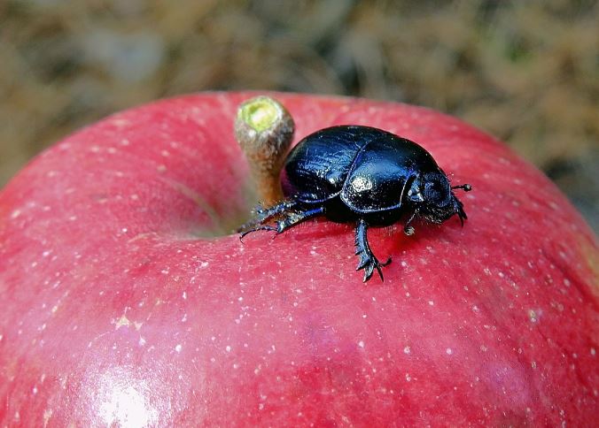 Dream about black bugs : 13 Meaning & Interpretations