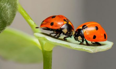 Dream about big bugs : 15 Meaning & Interpretations