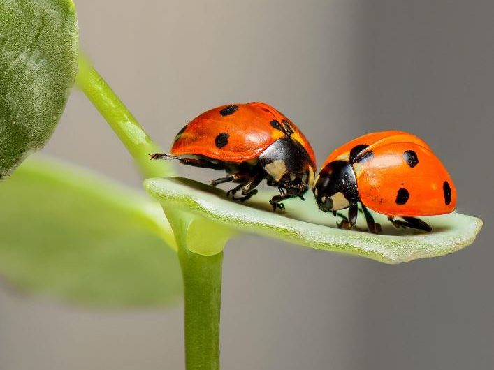 Dream about big bugs : 15 Meaning & Interpretations