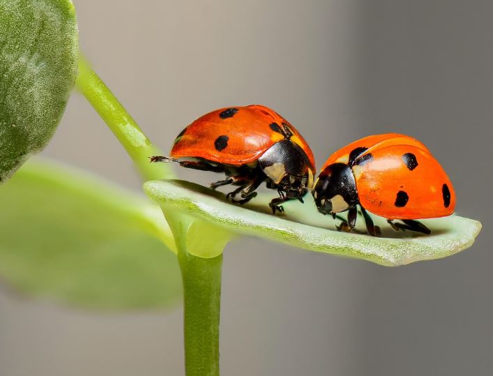 Dream about big bugs : 15 Meaning & Interpretations