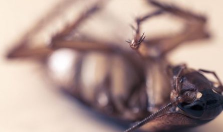 Dream about stepping on cockroaches : 12 Meaning & Interpretations