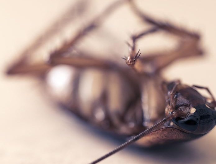 Dream about stepping on cockroaches : 12 Meaning & Interpretations
