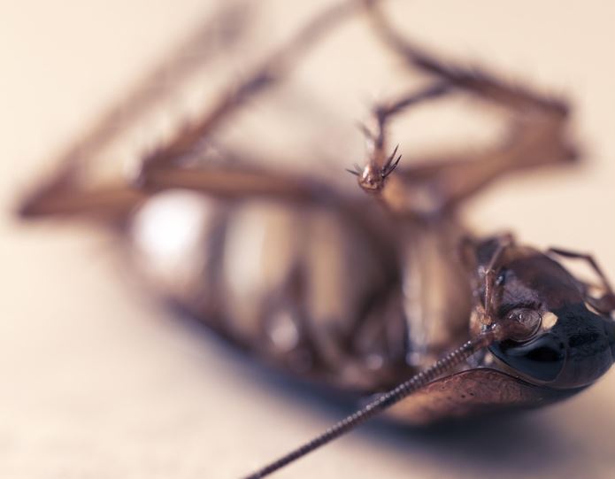 Dream about stepping on cockroaches : 12 Meaning & Interpretations