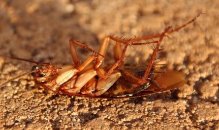 Dreaming of many cockroaches : 14 Meaning & Interpretations