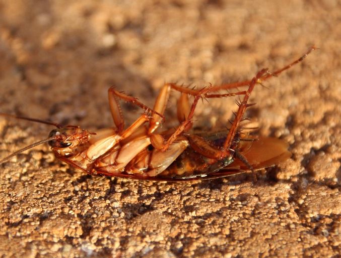 Dreaming of many cockroaches : 14 Meaning & Interpretations