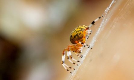 Dream about yellow spider : 7 Meaning & Interpretations