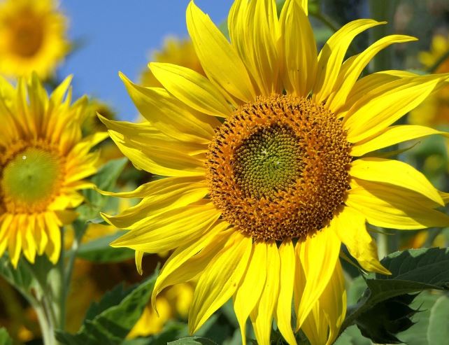 Dreaming of Sunflowers : 11 Meaning & Interpretations