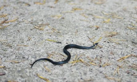 Dreaming of Snakes : 19 Meaning & Interpretations