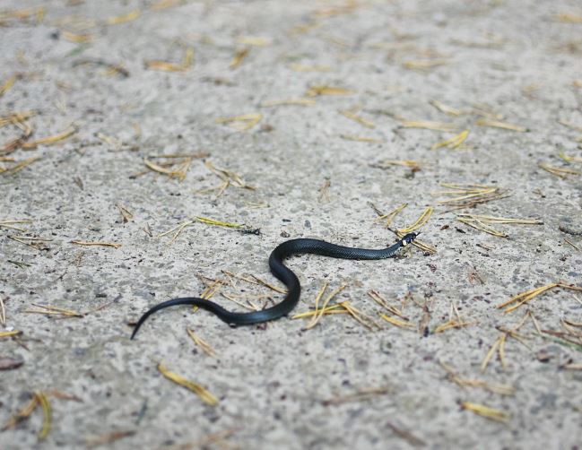 Dreaming of Snakes : 19 Meaning & Interpretations