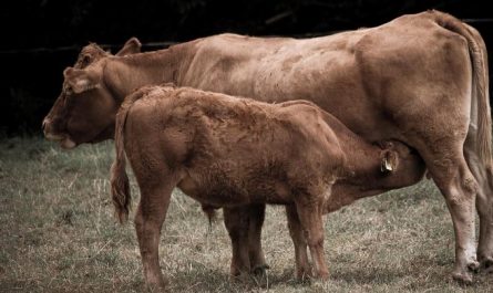 Dreaming of a Dead Cow : 22 Meaning & Interpretations