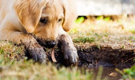 Dreaming of a Strange Dog Dying : 19 Meaning & Interpretations