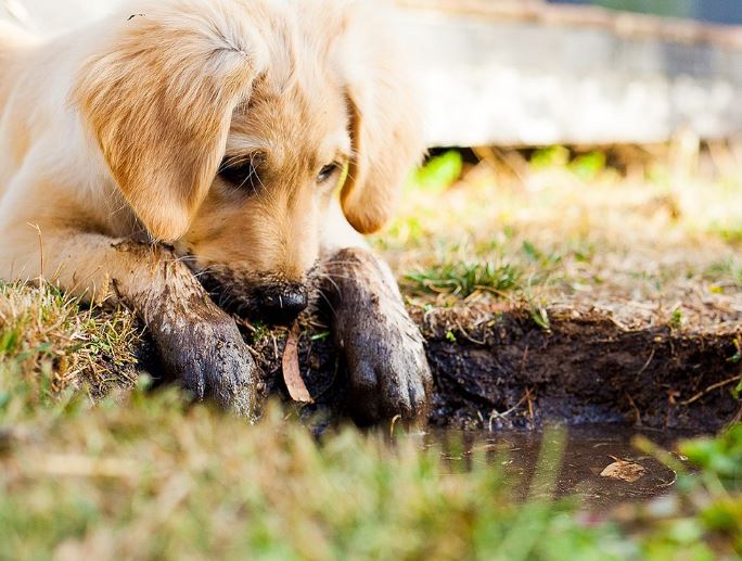 Dreaming of a Strange Dog Dying : 19 Meaning & Interpretations