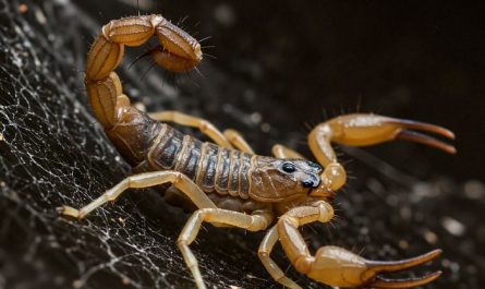 Dreaming of Scorpions : 11 Meaning & Interpretations