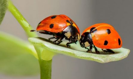 Dreaming of Insects : 16 Meaning & Interpretations