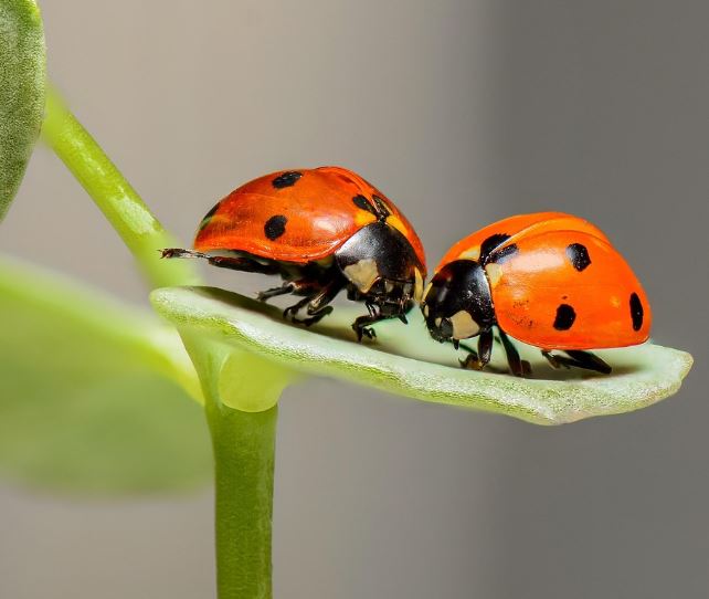 Dreaming of Insects : 16 Meaning & Interpretations