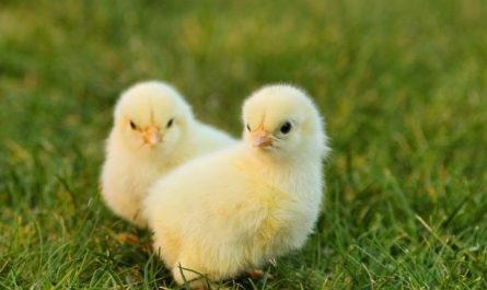Dreaming of Chicks : 11 Meaning & Interpretations