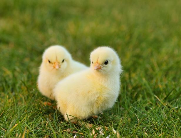 Dreaming of Chicks : 11 Meaning & Interpretations