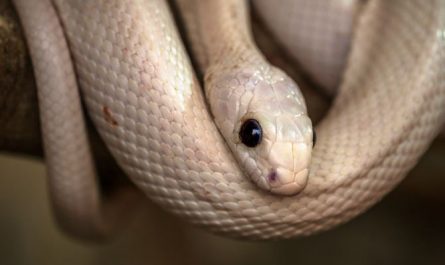 Dreaming of a White Snake : 11 Meaning & Interpretations