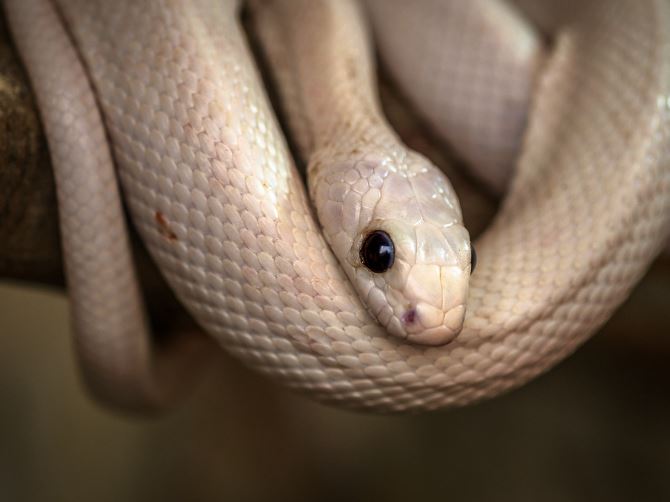 Dreaming of a White Snake : 11 Meaning & Interpretations