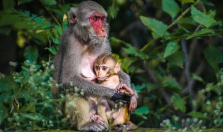 Dreaming of Monkeys : 12 Meaning & Interpretations