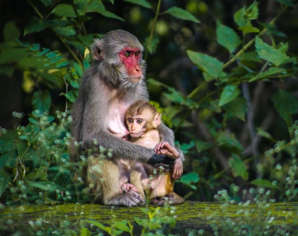 Dreaming of Monkeys : 12 Meaning & Interpretations
