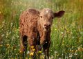 14 Interpretations of Dreaming about Calves