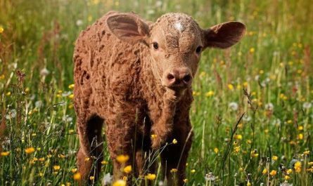14 Interpretations of Dreaming about Calves