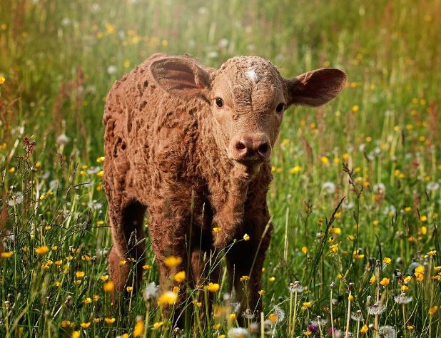 14 Interpretations of Dreaming about Calves