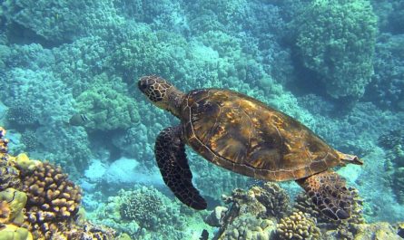 23 Interpretations of Dreaming about Sea Turtles