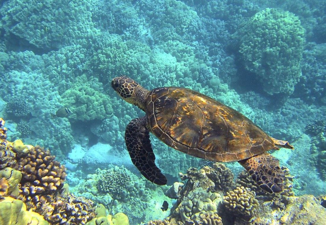 23 Interpretations of Dreaming about Sea Turtles