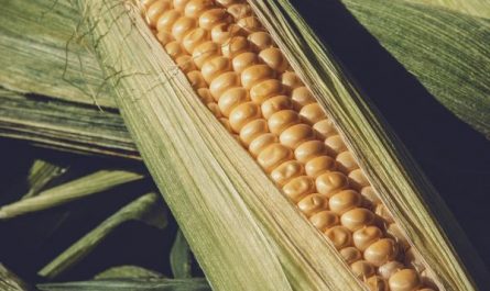 13 Interpretations of Dreaming about Corn