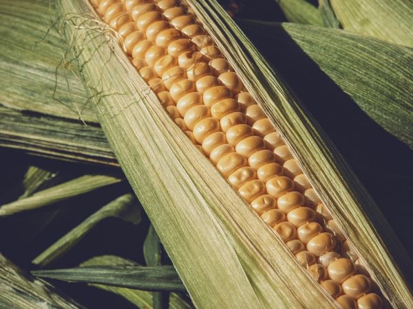 13 Interpretations of Dreaming about Corn