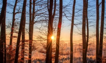 18 Interpretations of Dreams about Trees